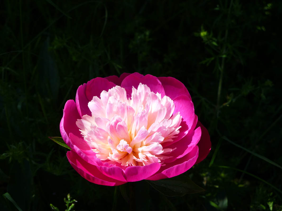 Paeonia 'Gay Paree' photo